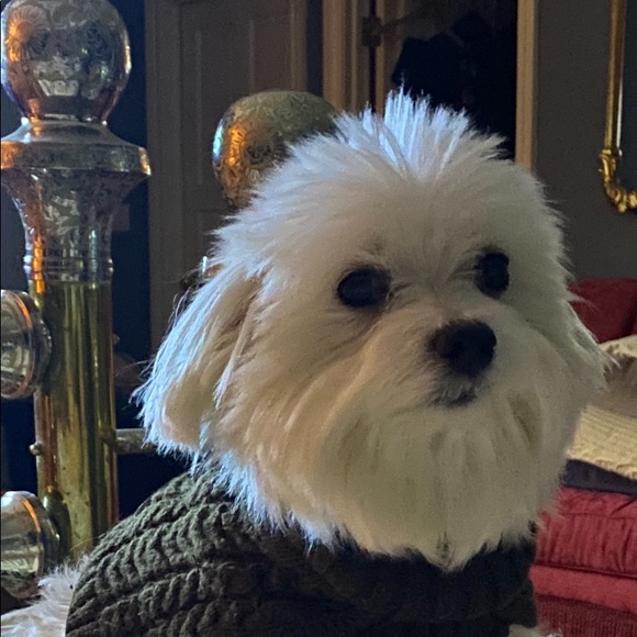 Meet your Posher, - Picture 1 of 1